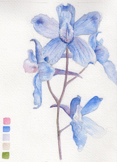 delphinium_nut007_web